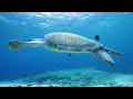 Musique relaxante et fonds marins 🎵 Calme l'esprit 🎵 Élimine la rage et la tristesse intérieures