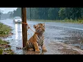 Lagu Kind Old Woman Rescues Abandoned Tiger Cub in the Heavy Rain,Then something happened