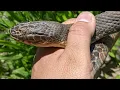 Download Lagu Herping for Queen Snakes and Huge Water Snakes