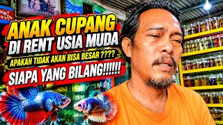 IKAN CUPANG DI RENT MUDA APAKAH BISA BESAR?????? SAYA JAWAB BISA !!!!!!