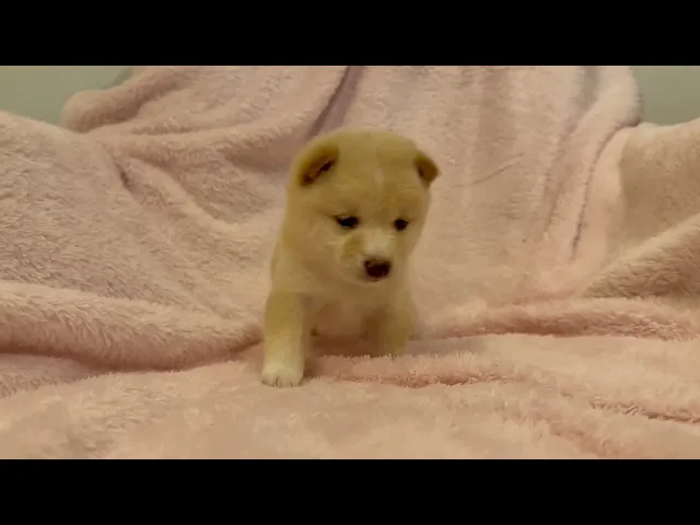 動画