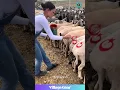 Download Lagu Sheep Get Custom Paint Jobs!💅 Goat Gets Numbered Like a VIP!😂 #sheepmakeover #goatlife #animalstyle