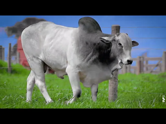 Touro Nelore ACNN - 527