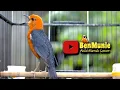 Download Lagu ANIS MERAH INI UNTUK PANCINGAN ANIS MERAH CEPAT GACOR CEPAT DIRESPON