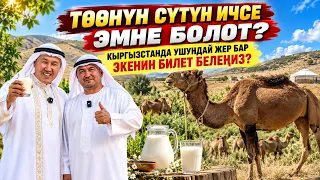 ТӨӨ СҮТҮН ичип туруңуздар! Бүт ден-соолукка пайдалуу. Жатакана, душ, очоккана уюштурулган.