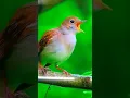 Download Lagu 4k Video | UHD