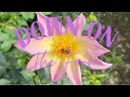 Download Lagu Down on the Farm