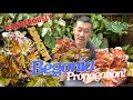 Download Lagu Easy Begonia Propagation and Care Tips | Water + Moss Leaf Cutting (With Satisfying Updates!)