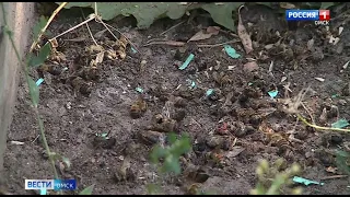 В Омской области погибли десятки тысяч пчёл