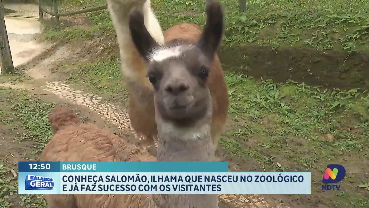 Parque Zoobotânico de Brusque recebe Jacutinga e Lhama recém-nascida
