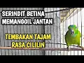 Download Lagu BURUNG SERINDIT BETINA MEMANGGIL JANTAN || DENAK SERINDIT BETINA AMPUH MEMIKAT