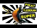 Download Lagu SUARA PIKAT TLEDEKAN GUNUNG \u0026 BAKAU SUPER