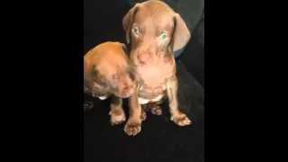 Vizmaraner