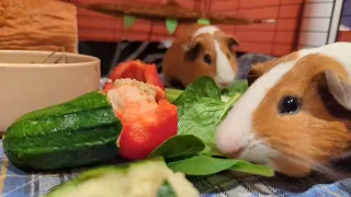 Download Guinea Pigs Feeding Time MP3