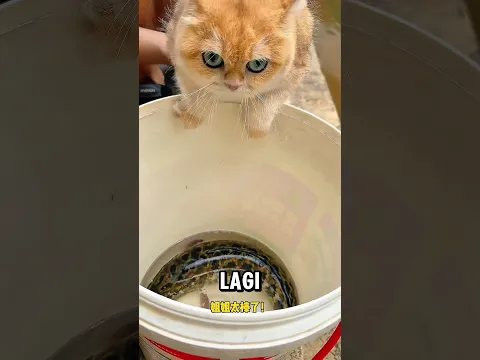 dapet ikan besar dari sungai