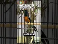 Download Lagu RAHASIA MURAI BATU JUARA TERBONGKAR! #MuraiBatuJuara #TipsKicau #RahasiaGacor #muraibatumedangacor