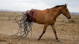 олар ЖЫЛҚЫНЫ тірідей жеп жатыр