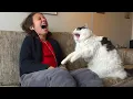 Download Lagu Katten die gek doen tegen hun baasjes 😄😸 Grappige momenten tussen katten en mensen