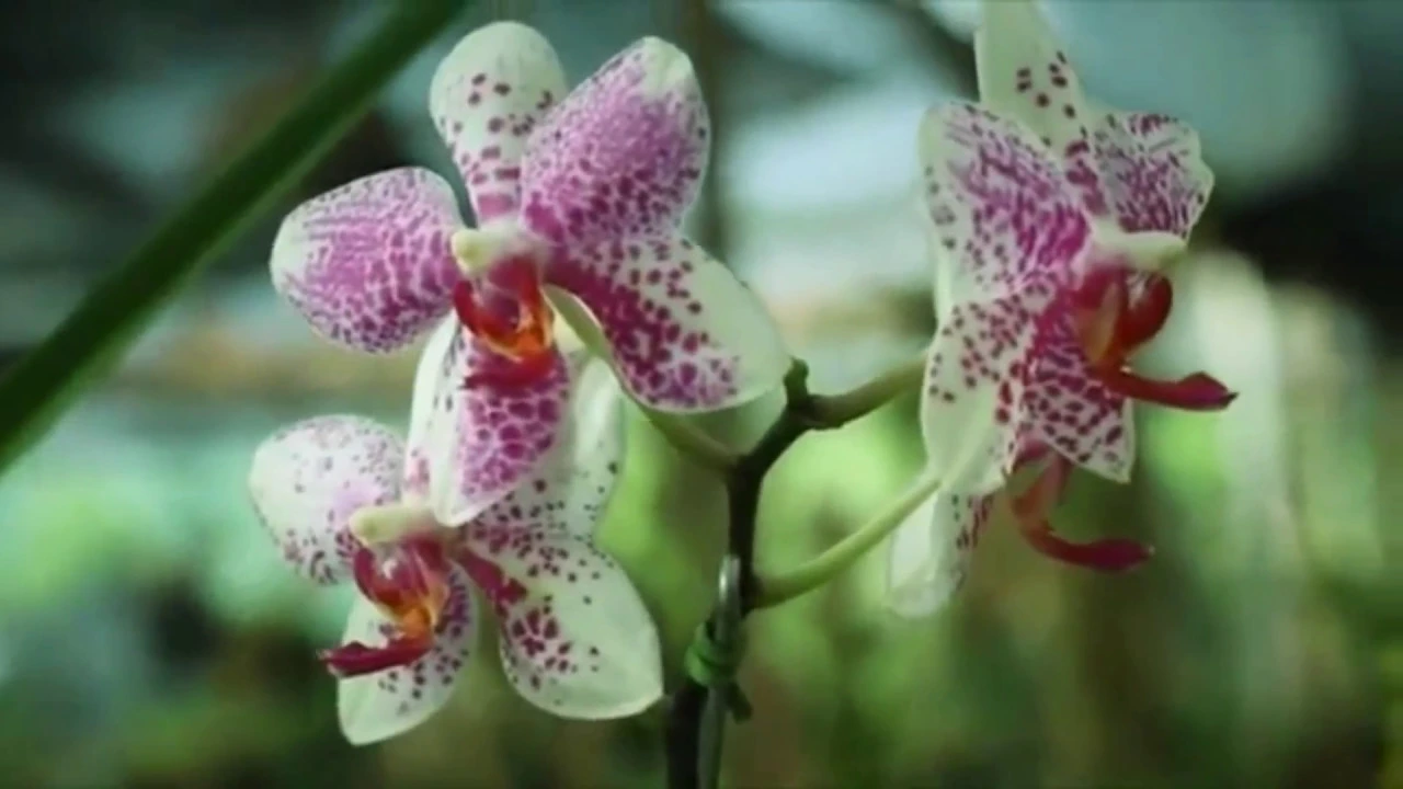 COMO CUIDAR DE ORQUÍDEAS 2018