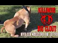 Meet The 1 Million American Bully Stud From The World Famous Killinois Kennels