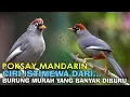 Download Lagu POKSAY MANDARIN POKSAY YANG HARGANYA MURAH TAPI BANYAK DIBURU