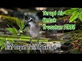 Download Lagu Terapi Air Trucukan — Suara Alam Hutan Menenangkan #TerapiTrucukan #burunggacor