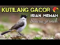 Download Lagu Kutilang Gacor Isian Mewah