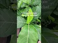 Download Lagu Ciri-ciri daun mengkudu