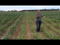 Corn Nitrogen Management Study - Beck s London Ohio PFR