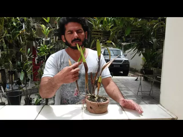 ALGUMAS DICAS SOBRE ATAQUE DE FUNGOS EM ORQUÍDEAS