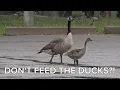 Don t feed the ducks Spring Lake village makes it illegal to feed waterfowl