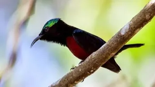 Download Kolibri Berkicau, cocok untuk masteran kolibri ninja yg lain MP3