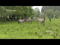 Wild Peers Konik Herd - Mating Period
