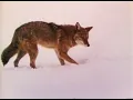 Joni Mitchell - Coyote (Shadows And Light 1979) [Remastered]