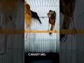 Download Lagu They are a diverse group🪶🪺 #canarysinging #birds #kenari #canary #bird #canarias #canario #cute
