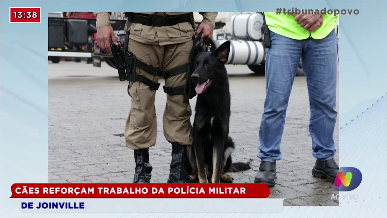 Cães reforçam trabalho da Polícia Militar de Joinville