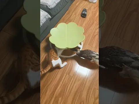 Cat jumps over a duck while being chased around the house in Huainan, China
