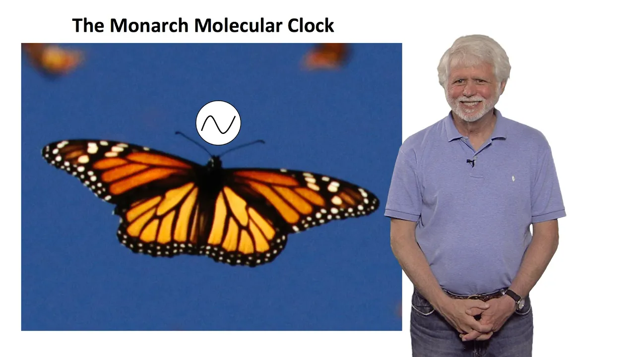 Steven Reppert (UMass) Part 2: Monarch Butterfly Migration: A Time-Compensated Sun Compass