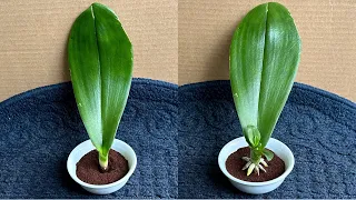 Just Coffee! Orchid Leaves instantly grow roots from the base and bloom all year round