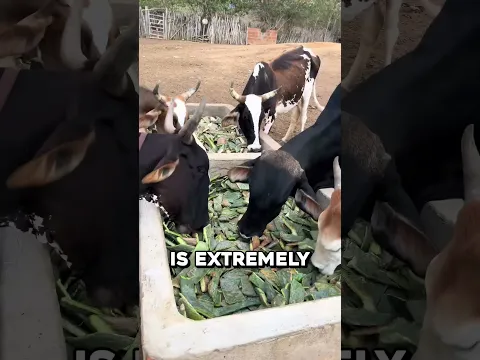 Why Cows Walk Toward Fire 🤯