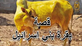 قصص قصة بقرة بني اسرائيل قصة عجيبة شرح جديد 