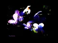 Paul de Senneville - Mariage d'Amour