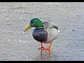 Download Lagu Spring Mallard Ice Walking Spring Brook