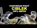 Download Lagu Mp3 Pikat Burung Ciblek ampuh