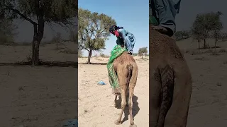 يحاول رجل جر زوجته إلى الجمل ليركبها  الجمل يقف في المقدمة                      دندنها