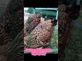 Download Lagu Cantiknya gold laced wyandotte #ayam #chicken #chickenlayinganegg