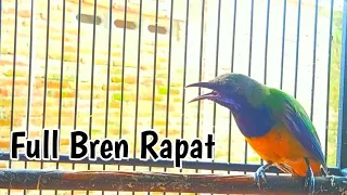 masteran handal cucak cungkok gacor bren rapat