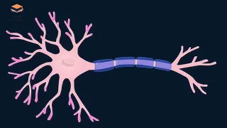 ملخص درس الدعامة الخلوية للرسالة العصبية سنة أولى ثانوي جذع مشترك علوم و تكنولوجيا 