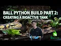 How to Build a Bioactive Ball Python Terrarium UPDATED 2025