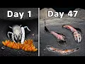 Simulating a Mud Shrimp Colony for 100 Days